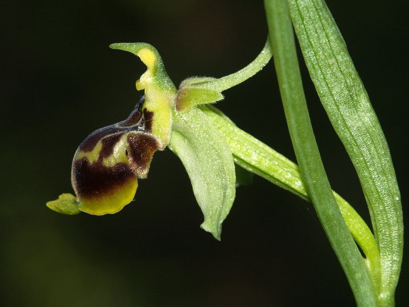 Ophrys conradiae - (2 parte)